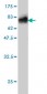 AHSG Antibody (monoclonal) (M01)